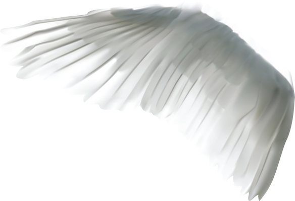 White Wing Cutout